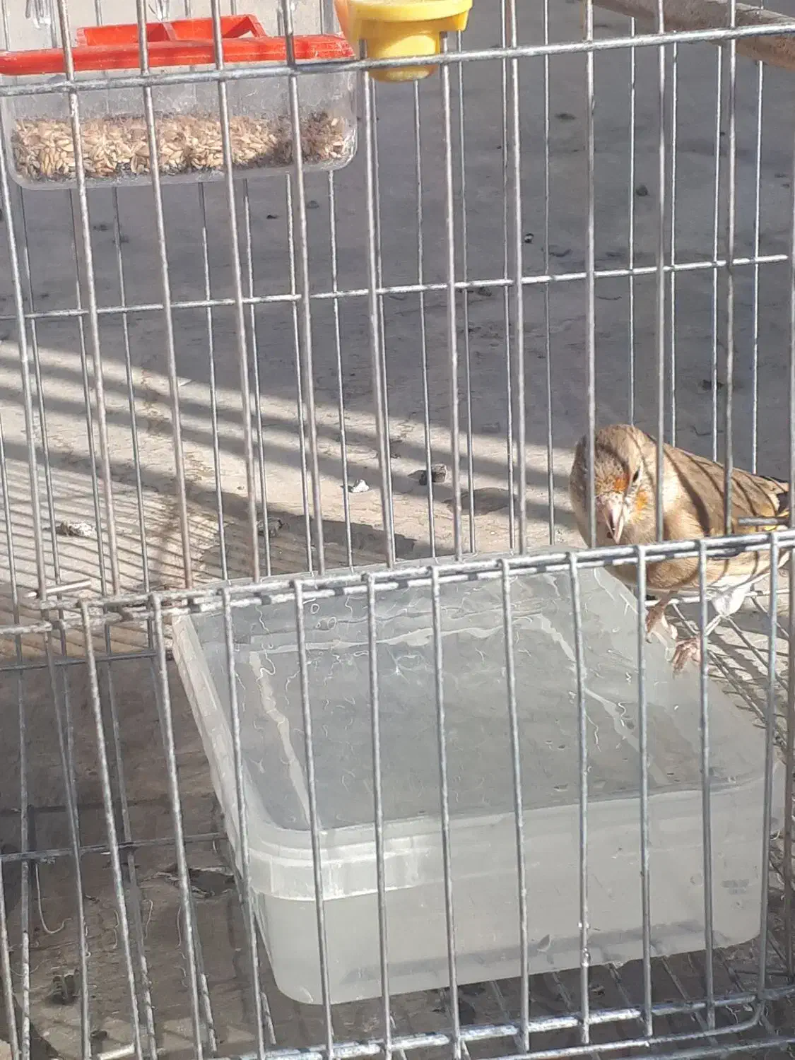 سهره قناری ماده|پرنده|ایلام, |دیوار