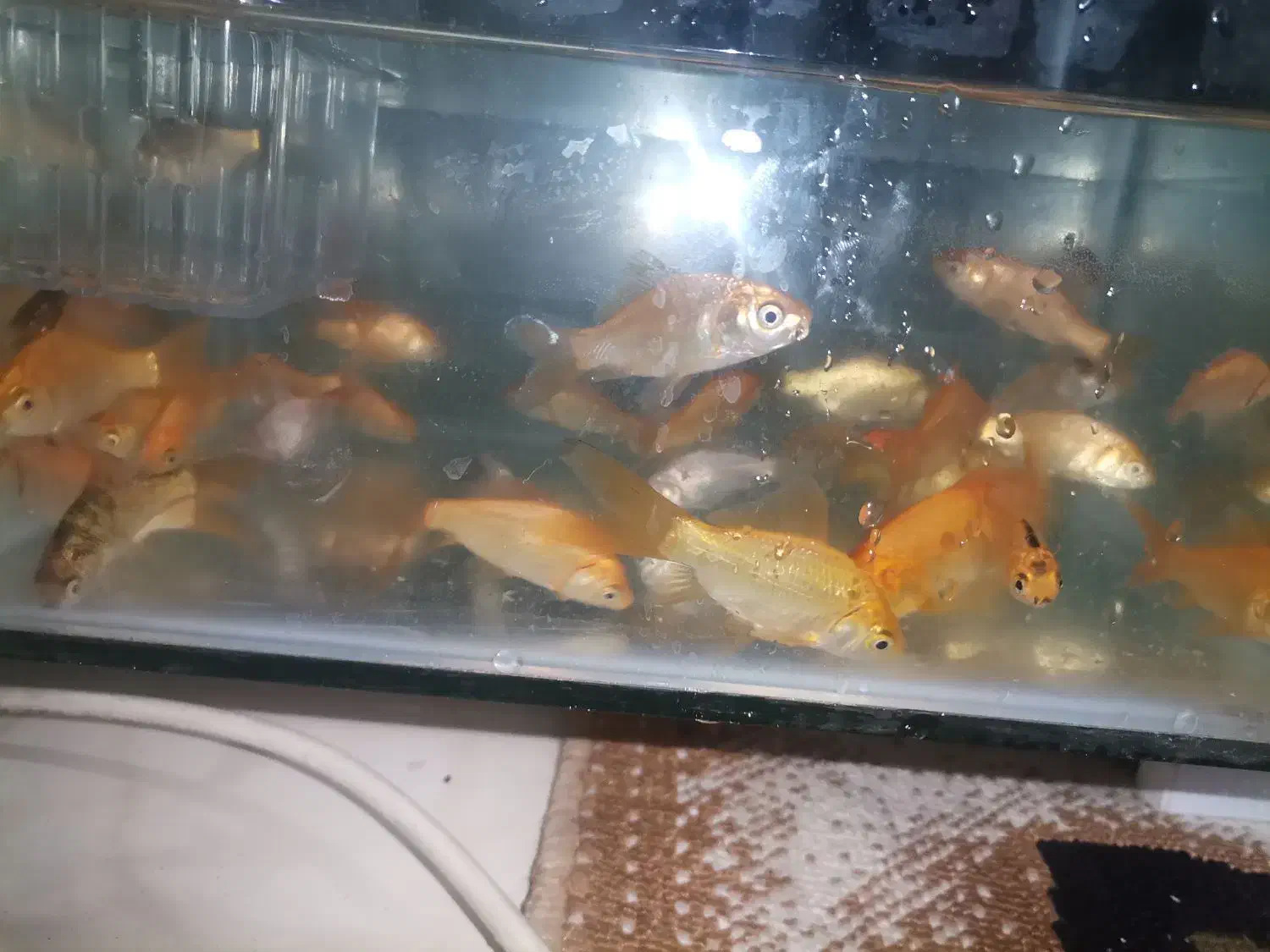 ماهی قرمز اکواریومی|ماهی|ساوه, |دیوار