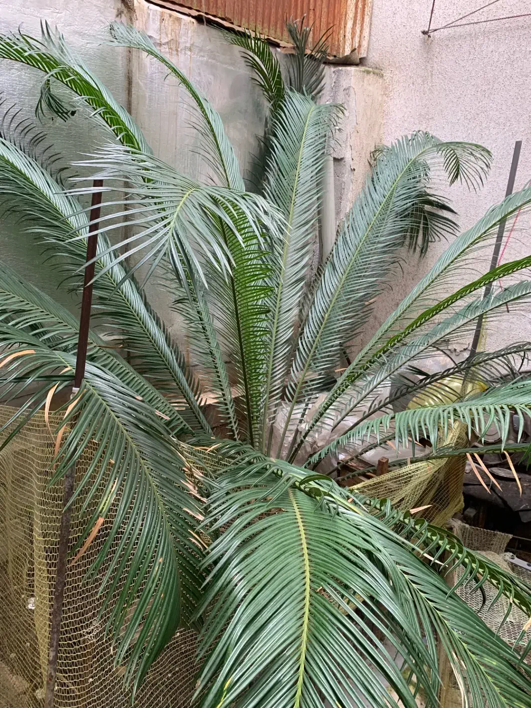 گل سیکاس ۱۲ ساله|گل و گیاه طبیعی|رشت, کوی بیانی|دیوار