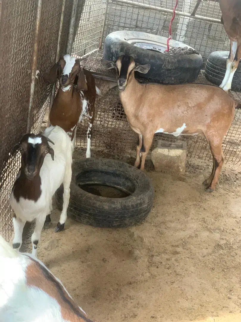 فروش چند راس بز ماده و|حیوانات مزرعه|میناب, |دیوار