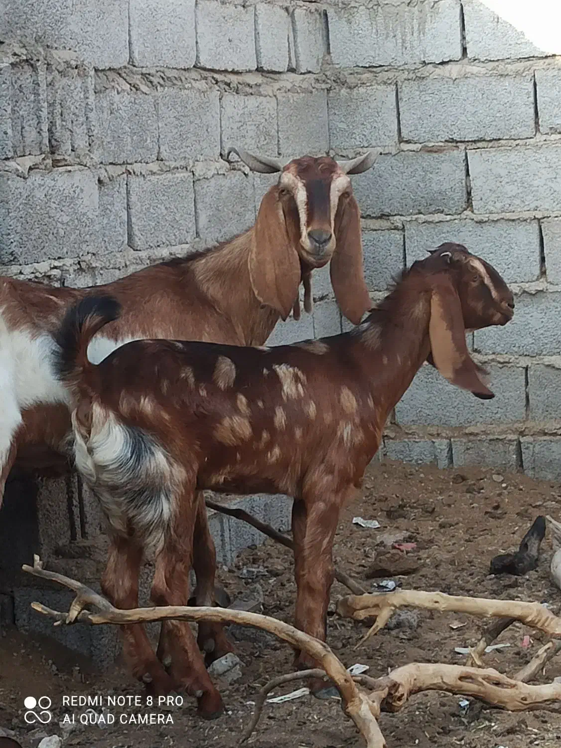 بز مطفل|حیوانات مزرعه|خرمشهر, |دیوار