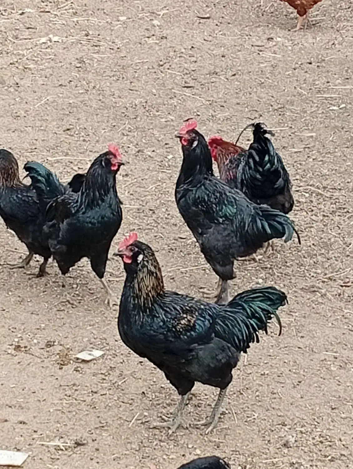 خروس مرندی سیاه|حیوانات مزرعه|جعفرآباد, |دیوار