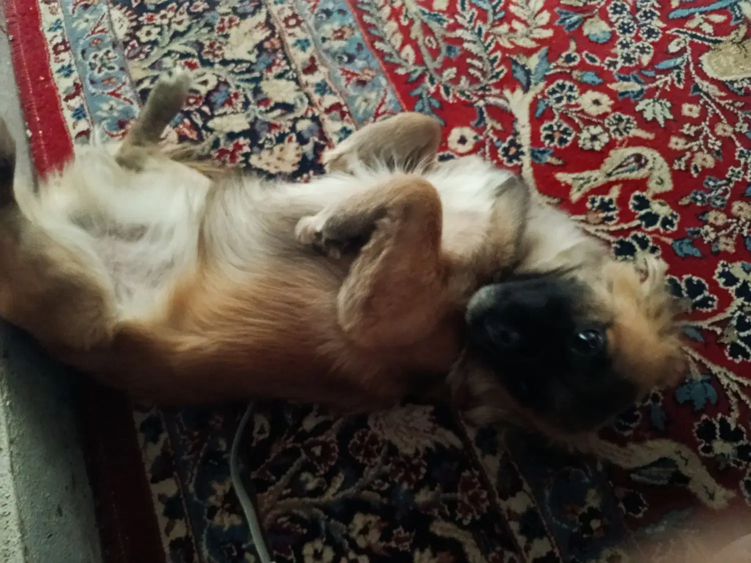 سگ پاکوتاه|سگ|شیراز, شهرک صنعتی شیراز|دیوار