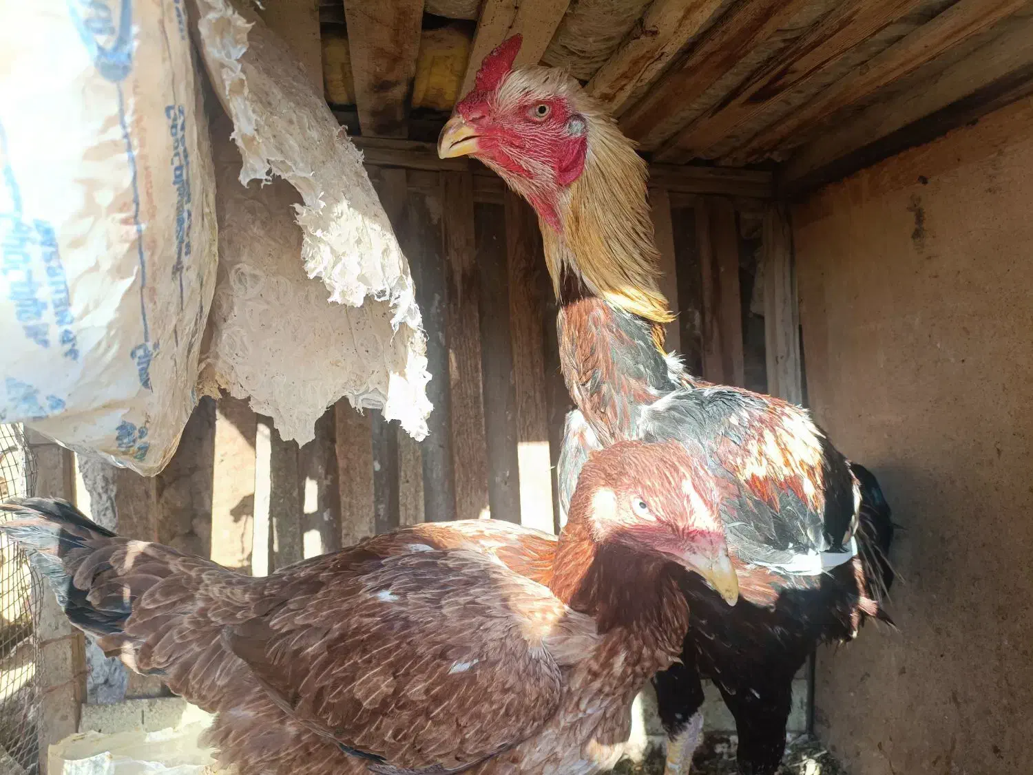 خروس و مرغ لاری و مرغ و خروس آمروک|حیوانات مزرعه|الوند, |دیوار