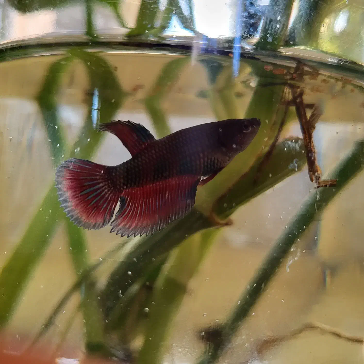 تنگ ماهی بتا(فایتر)|ماهی|مشهد, کوثر|دیوار