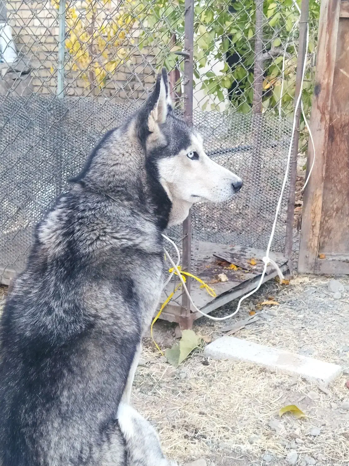 سگ هاسکی شناسنامه دار چشم یخی|سگ|مشهد, کشف|دیوار