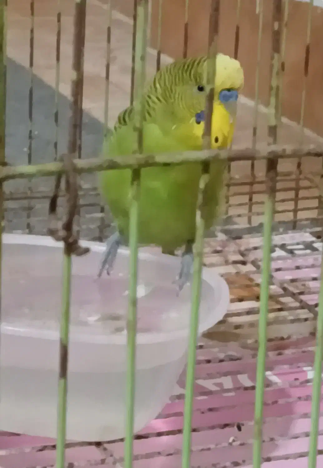 مرغ عشق|پرنده|بندرعباس, |دیوار