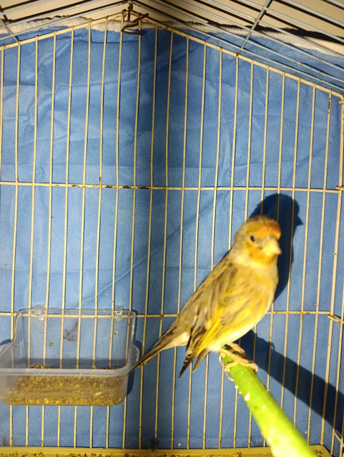 دورگ|لباس|کوهدشت, |دیوار