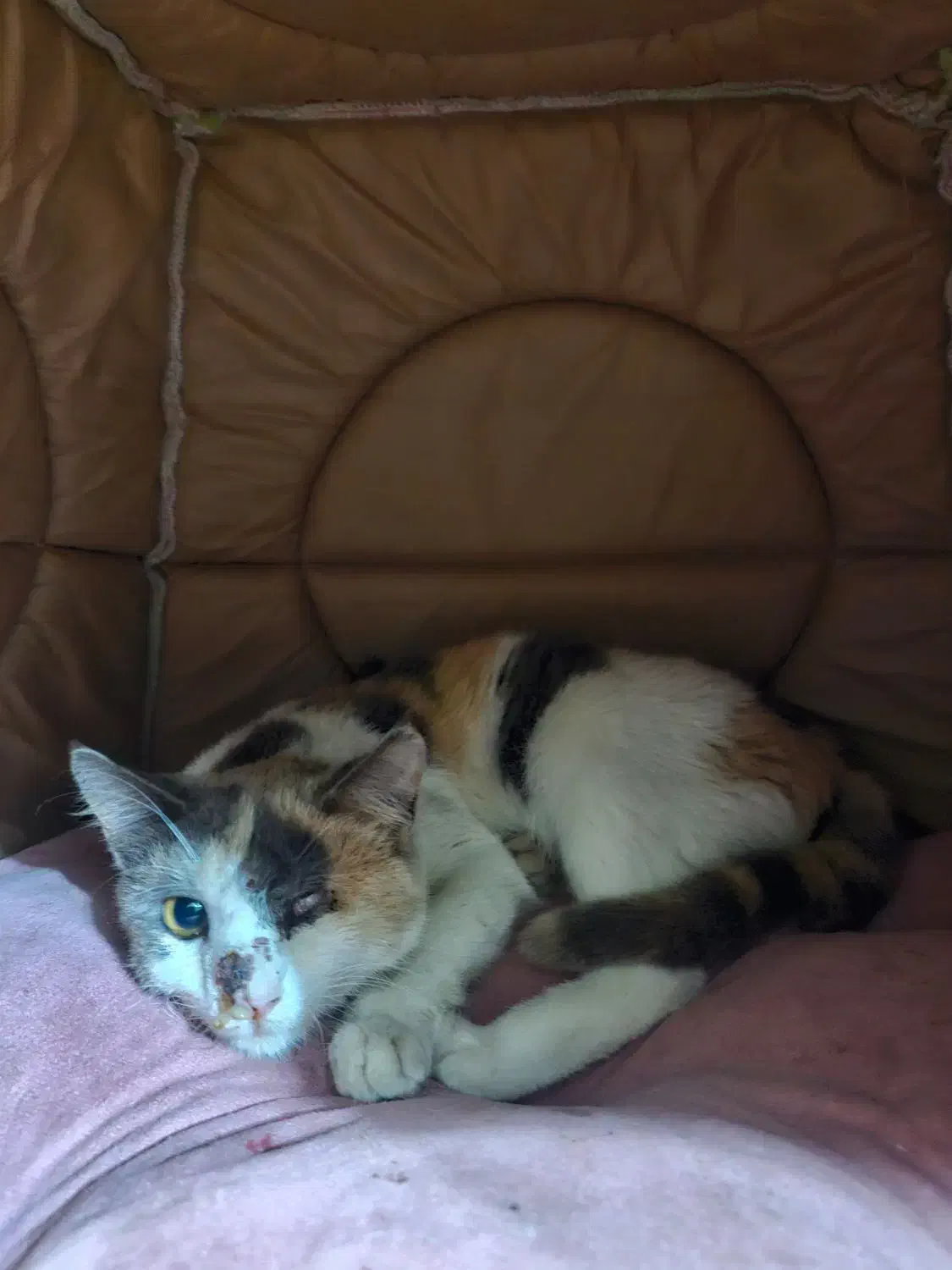 واگذاری گربه|گربه|لاهیجان, قیام|دیوار