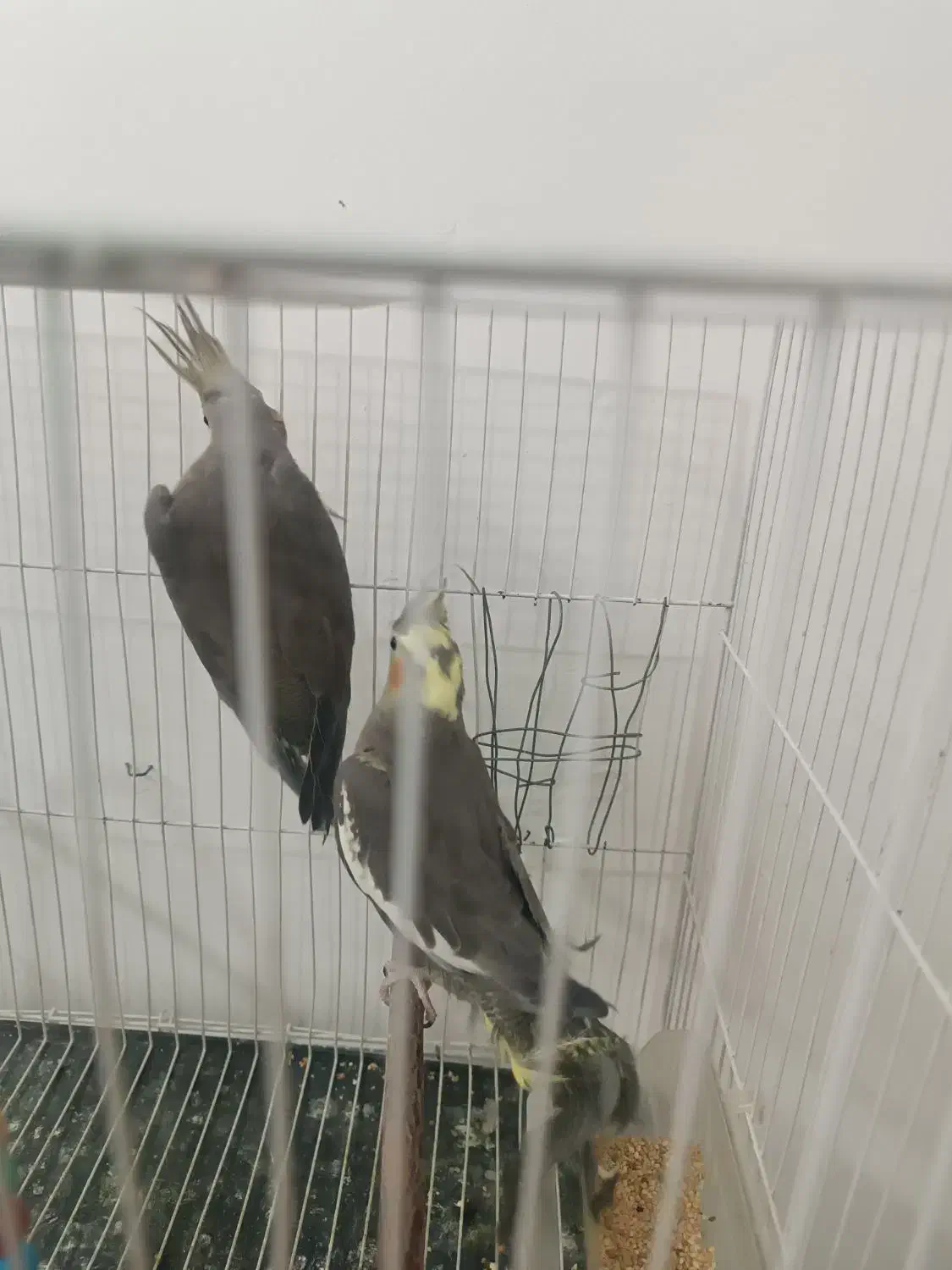 عروس هلندی|پرنده|چناران, |دیوار