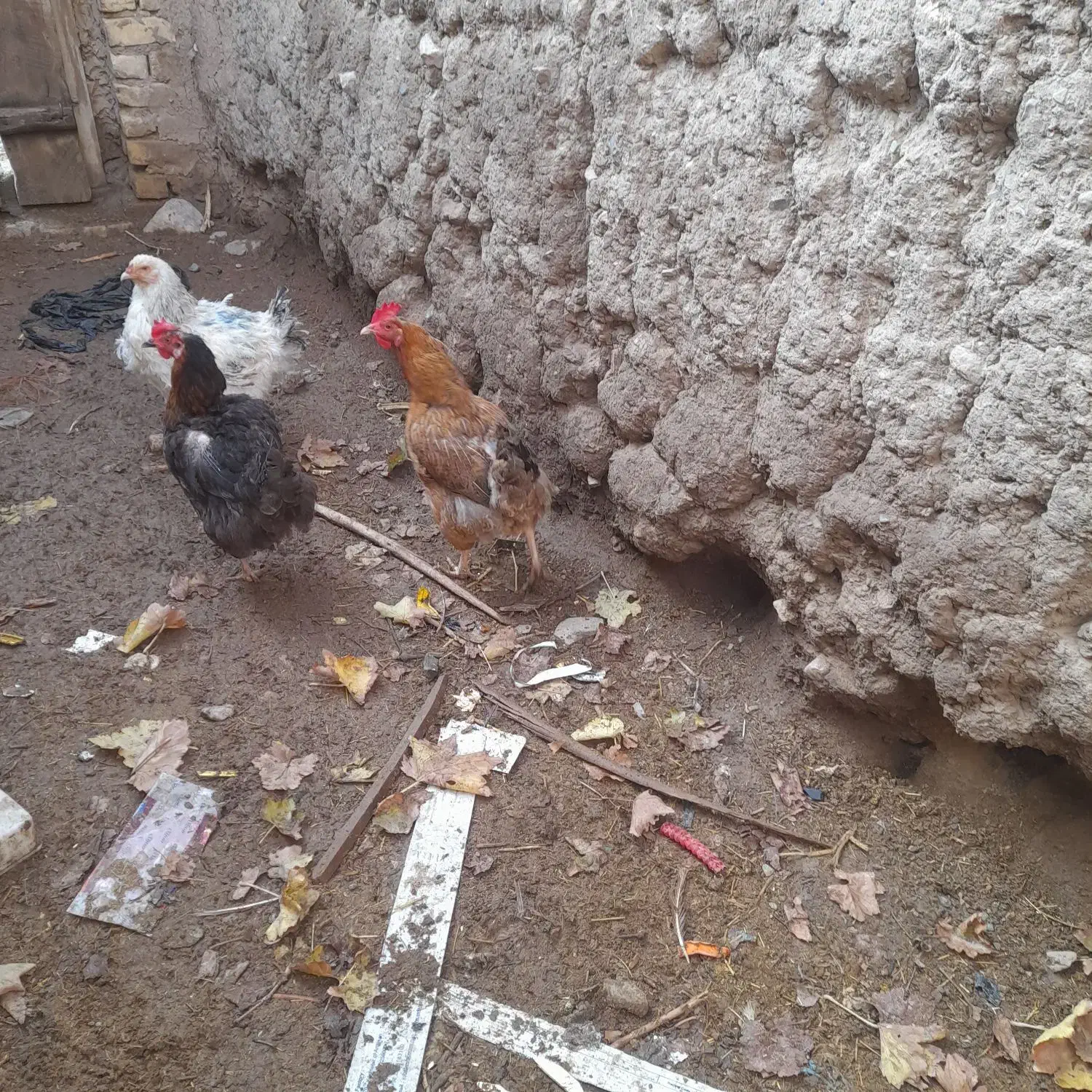 مرغ|حیوانات مزرعه|بردسکن, |دیوار