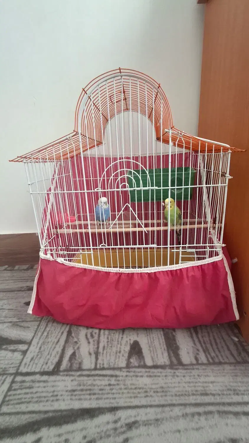 یک جفت مرغ عشق با قفس|پرنده|شاهرود, |دیوار