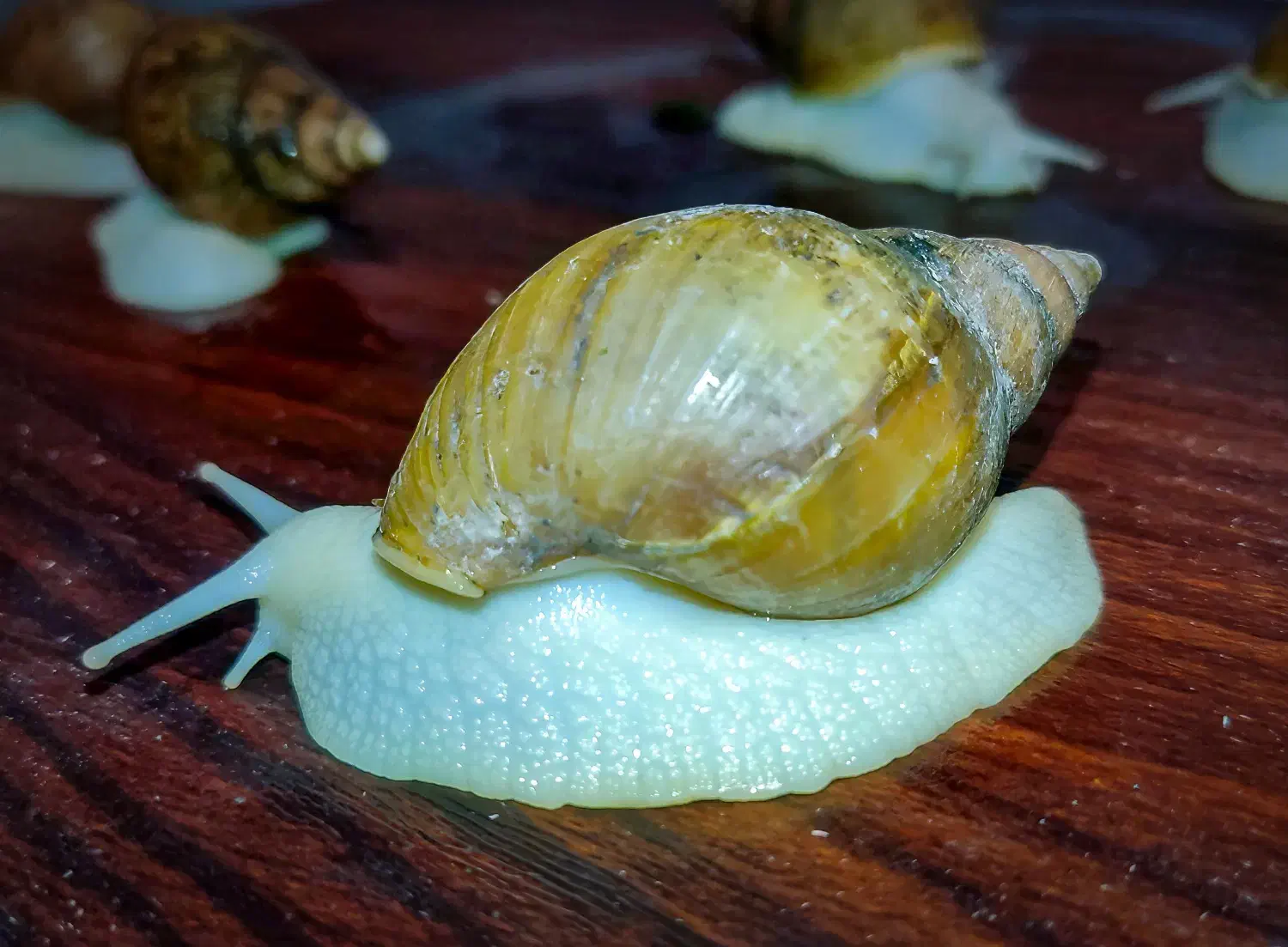 فروش فوری حلزون آچاتینا آلبینو قیمت خیلی پایین|خزنده|قم, باغ شریفی|دیوار