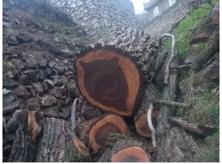 خرید و فروش انواع چوب های صنعتی و جنگلی|خدمات باغبانی و درختکاری|هشتگرد, تهران دشت|دیوار