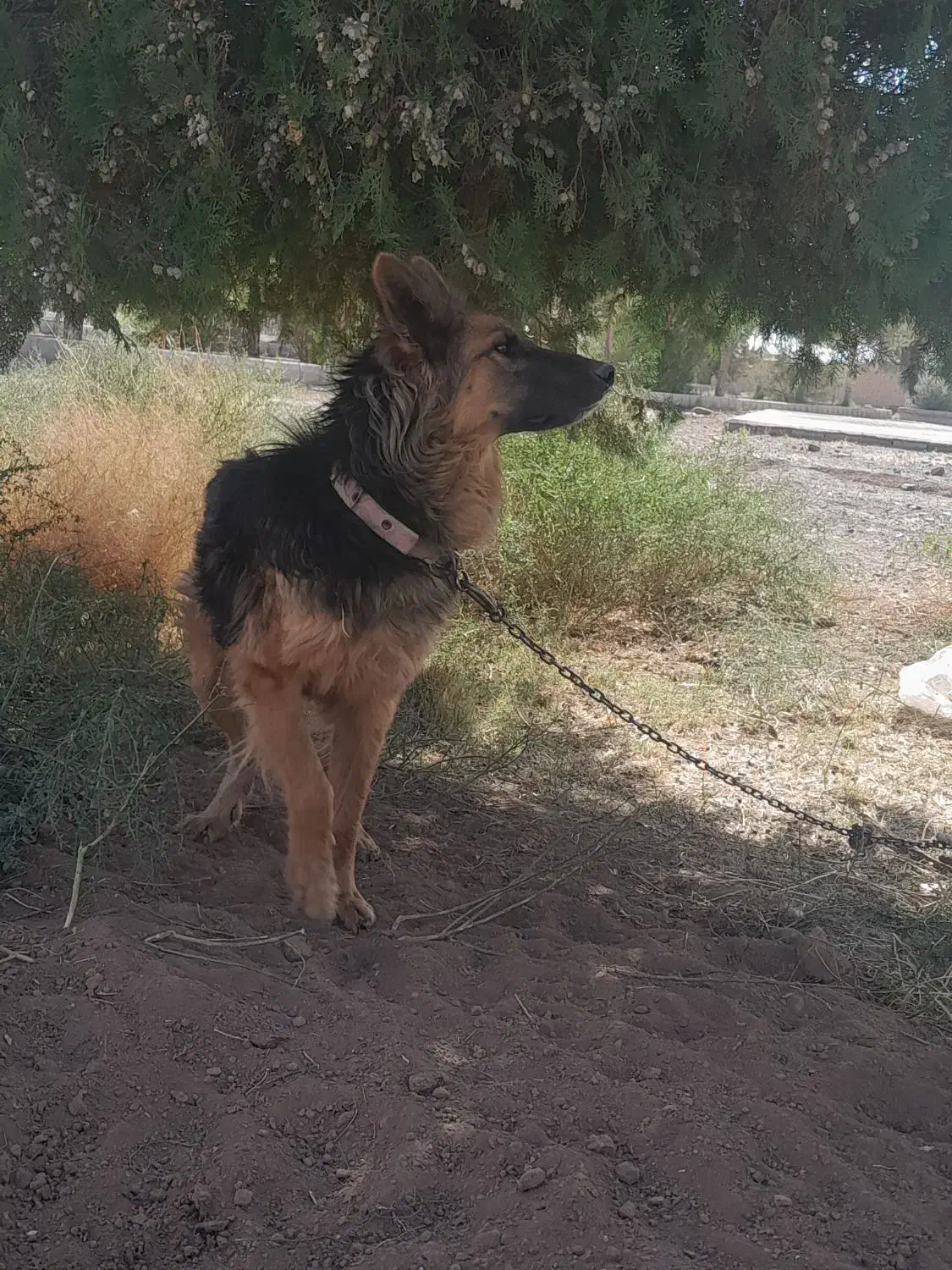 سگ ژرمن موبلند|سگ|رفسنجان, |دیوار
