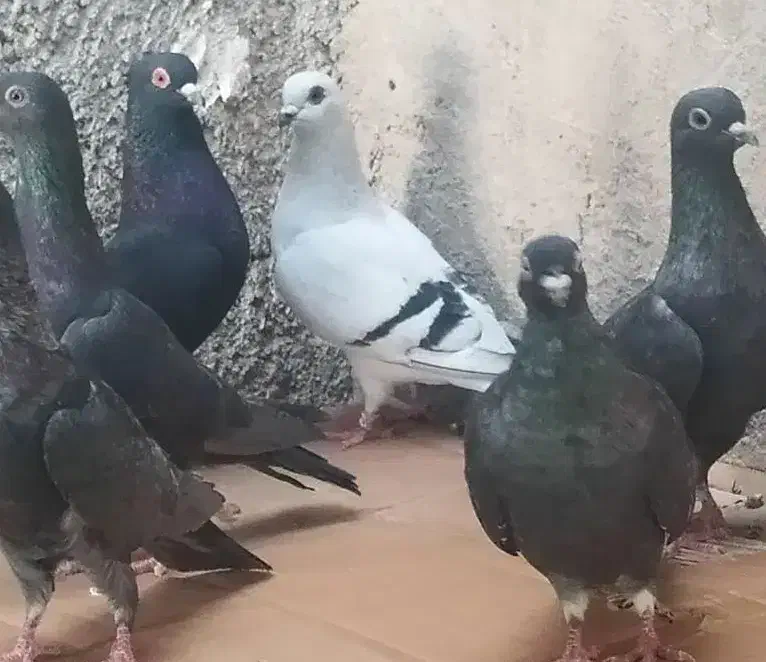 ده تا نوک موشی|پرنده|خورموج, |دیوار