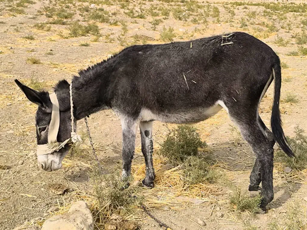 الاغ فروشی|حیوانات مزرعه|دهدشت, |دیوار