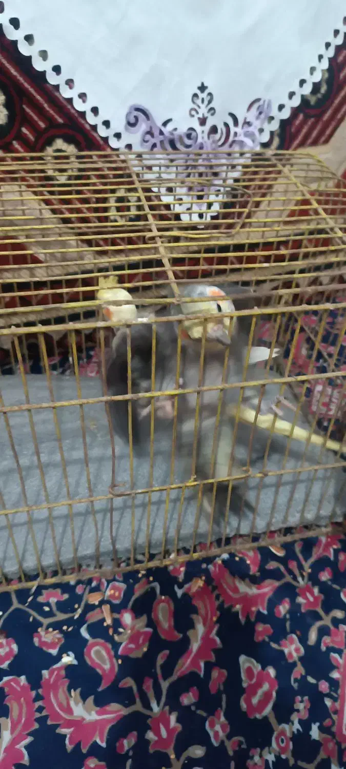 عروس هلندی جوان|پرنده|لاهیجان, جمهوری|دیوار