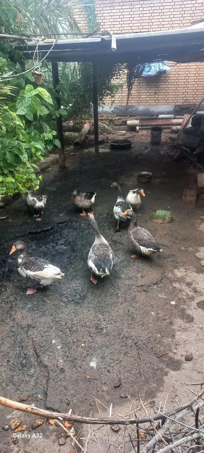 7تا غاز ویک عدد اردک|حیوانات مزرعه|سوسنگرد, |دیوار