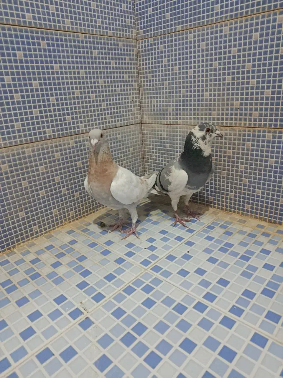 انواع کبوتر|پرنده|دهدشت, |دیوار