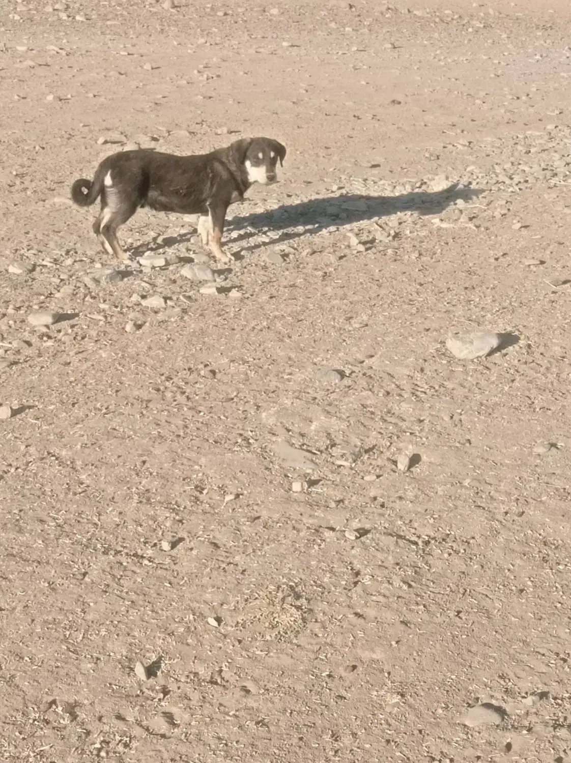 سگ پاکوتاه|سگ|دینور, |دیوار