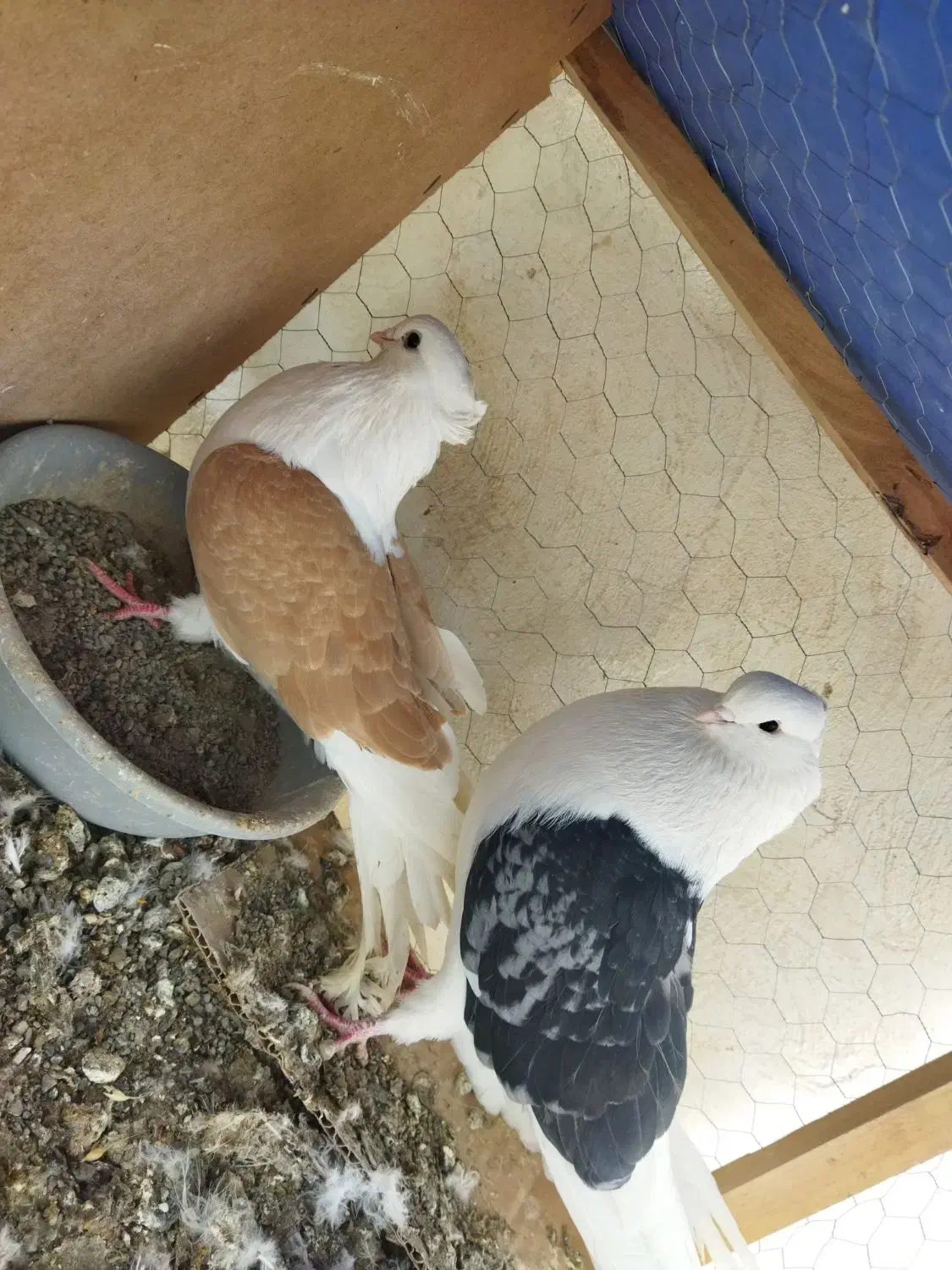 یک جفت دوبال مهر کشیده|پرنده|فاضل آباد, |دیوار