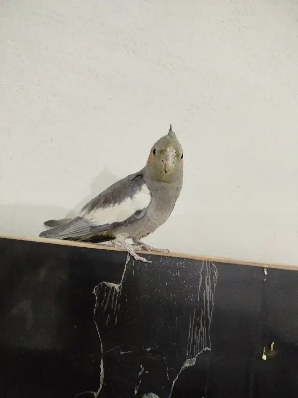 عروس هلندی و مرغ عشق|پرنده|سیراف, |دیوار