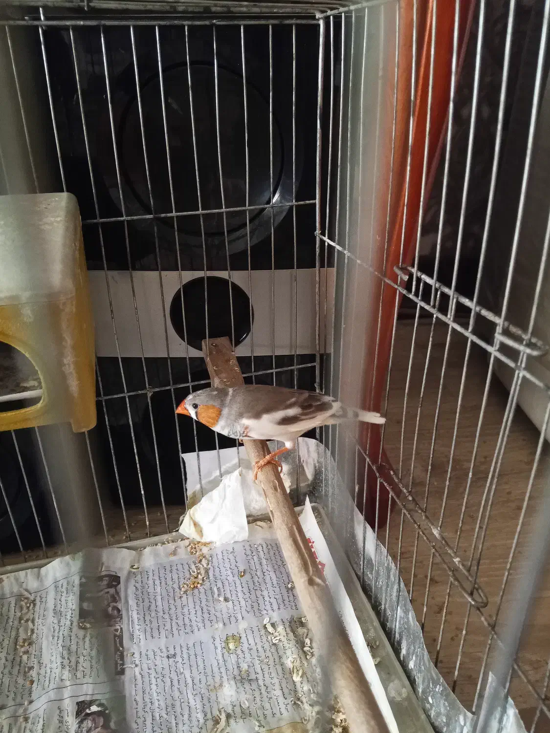 فنچ سالم و زیبا|پرنده|تهران, شهید فکوری|دیوار