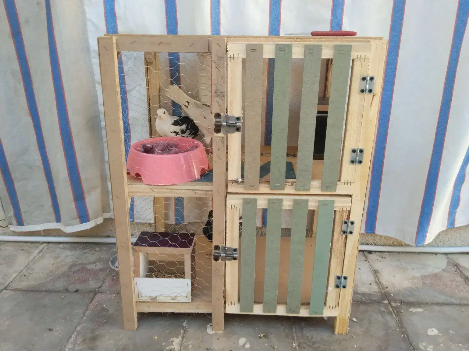 کبوتر|پرنده|شیراز, شیخ علی چوپان|دیوار