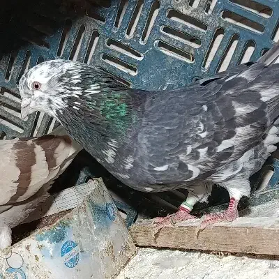 نر سرور|پرنده|گرمسار, |دیوار