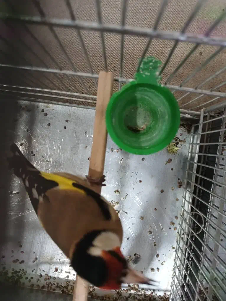 سهره رسمی قرص بیخون رام|پرنده|ری, صفاییه (چشمه علی)|دیوار