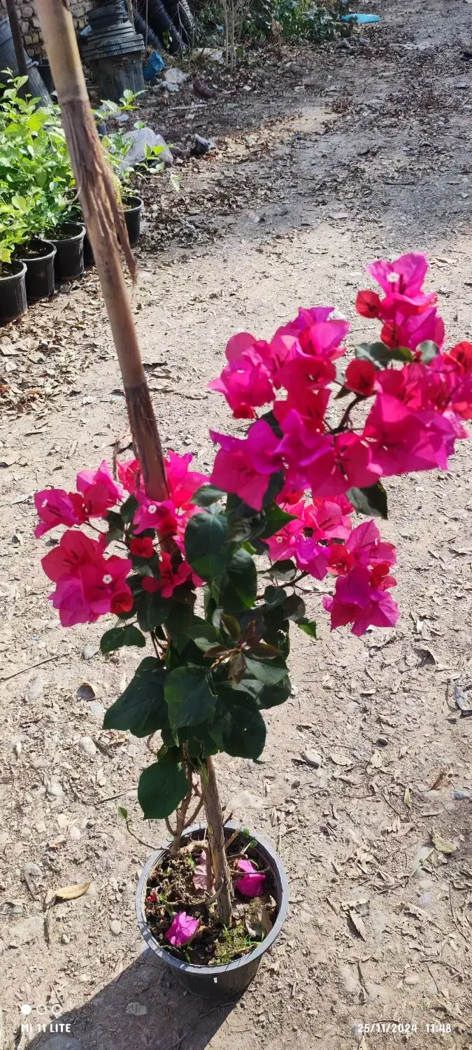 بامبو .شامادورا.گلدان|گل و گیاه طبیعی|ورامین, ورامین|دیوار