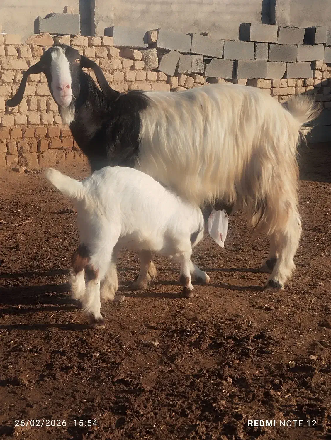 بز...|حیوانات مزرعه|شیروان (خراسان), |دیوار