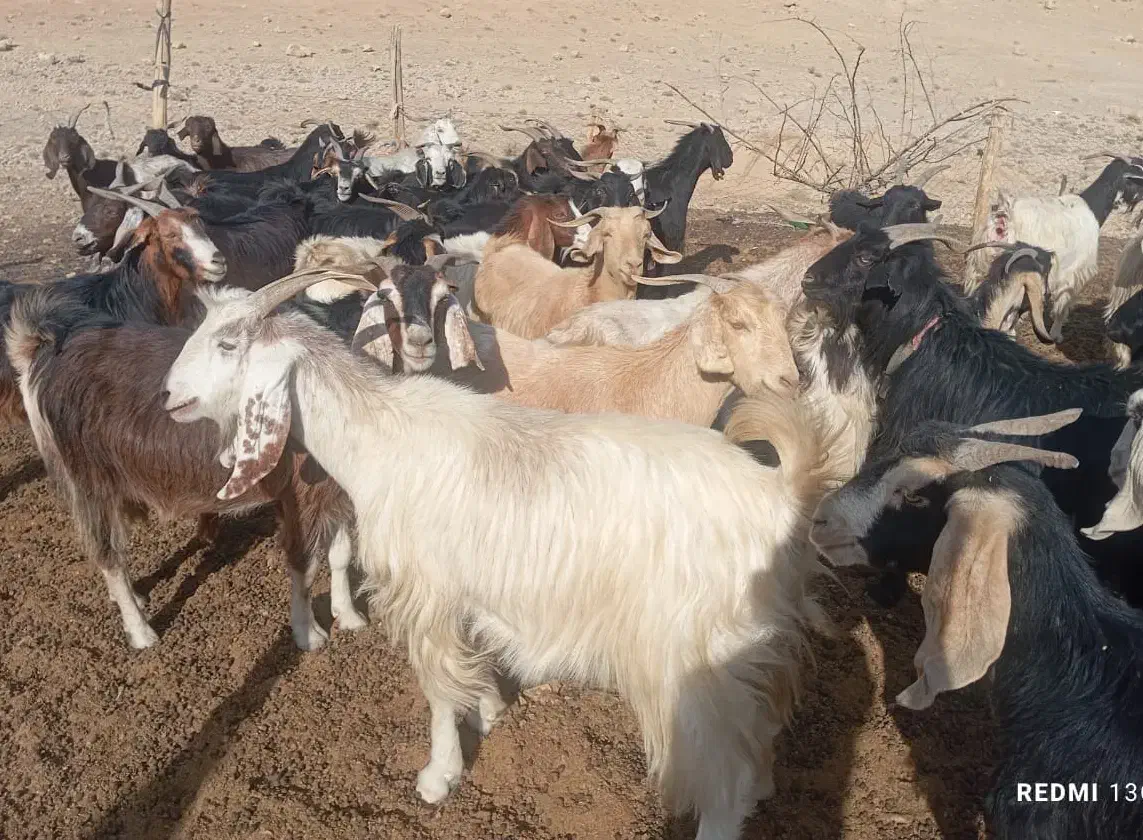 فروش گله بز داشتی کهره دار|حیوانات مزرعه|مرودشت, رامجرد یک|دیوار