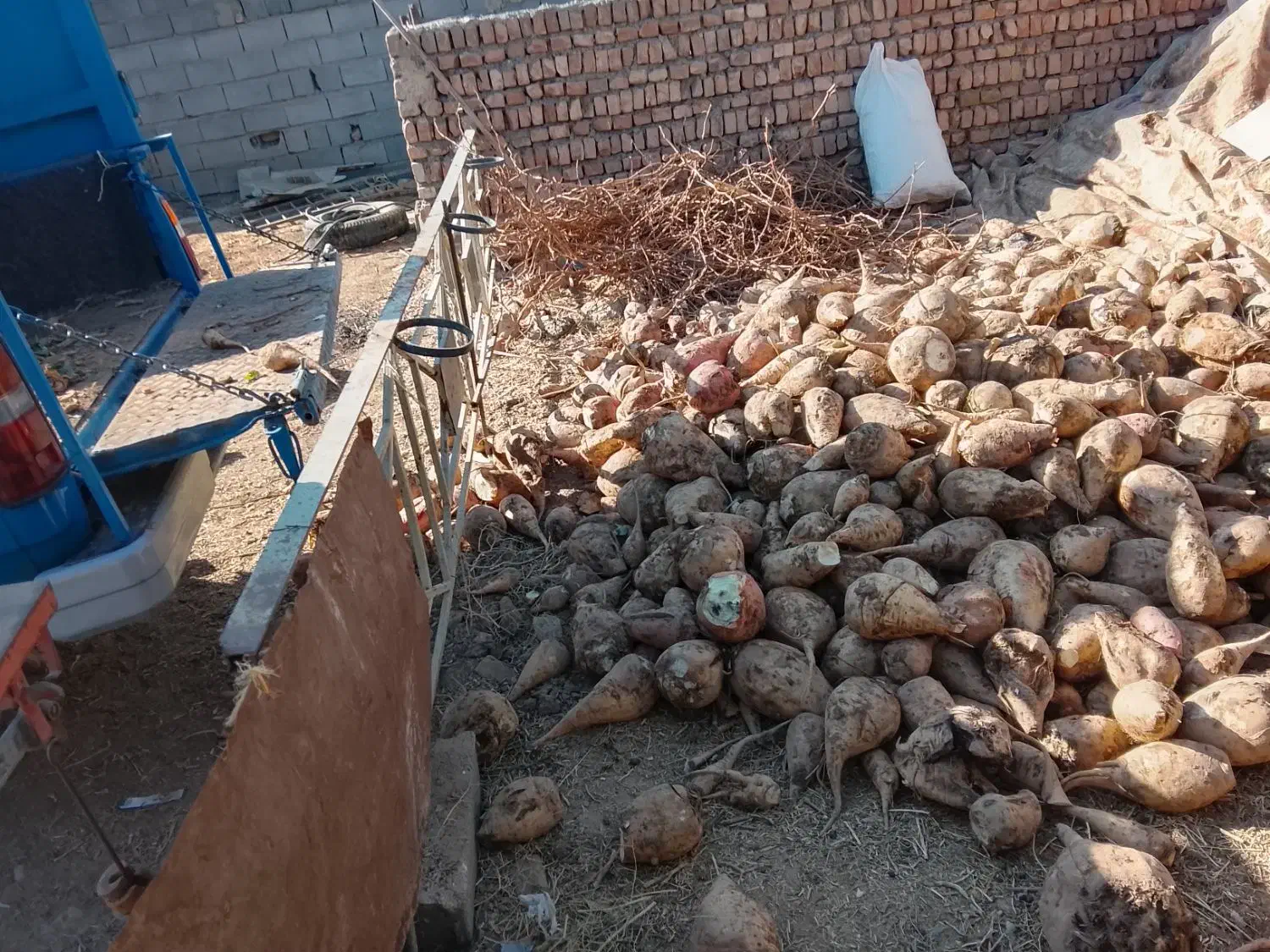 چغندر|لوازم جانبی حیوانات|تربتحیدریه, باغ ملی|دیوار