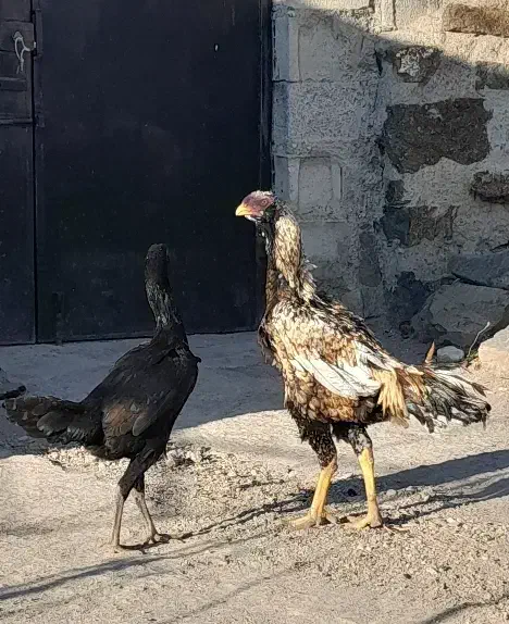 خروس لاری|حیوانات مزرعه|اردبیل, |دیوار