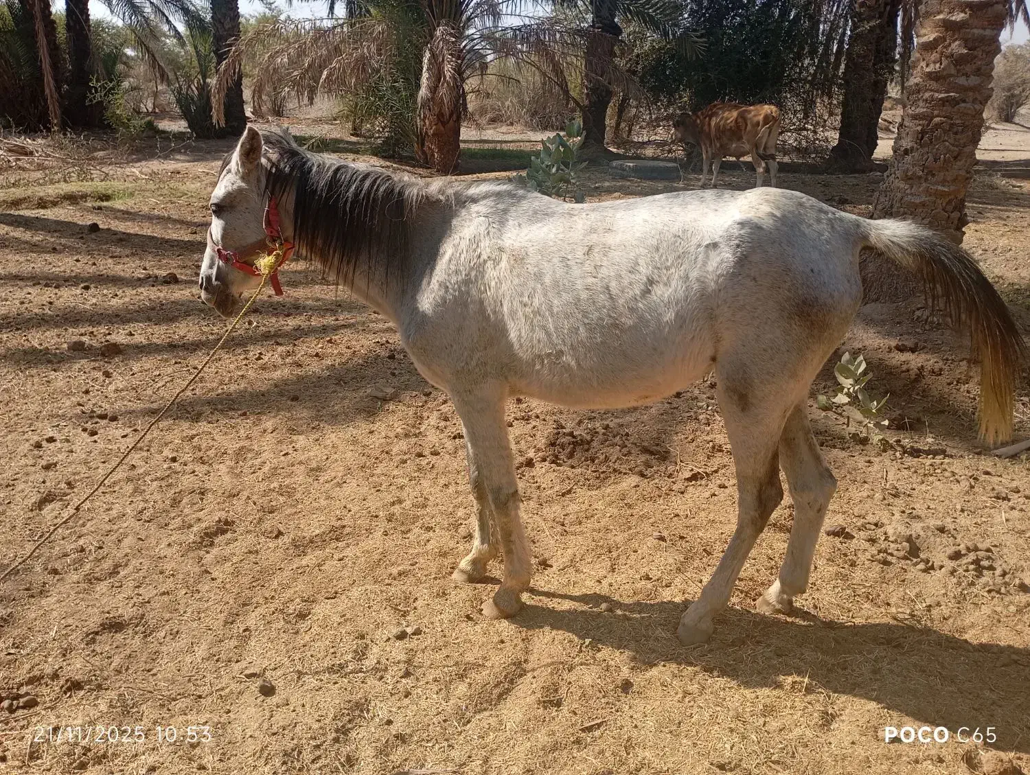 اسب|اسب و تجهیزات اسبسواری|فاریاب, |دیوار