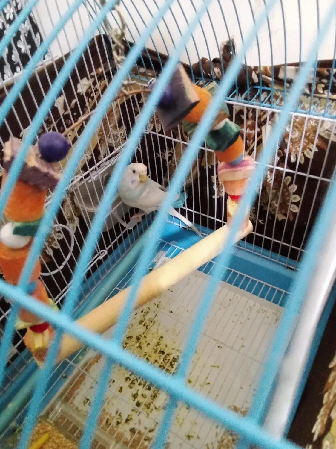 سه تا مرغ عشق|پرنده|نهاوند, |دیوار