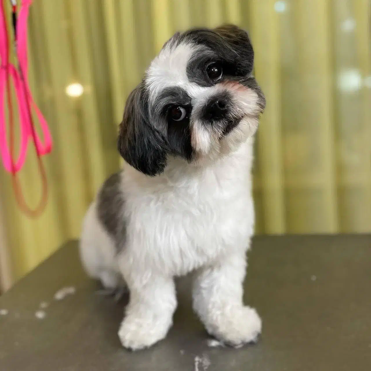 پیرایش حیوانات خانگی، پیرایش پت|خدمات پیشه و مهارت|مشهد, فارغ التحصیلان|دیوار