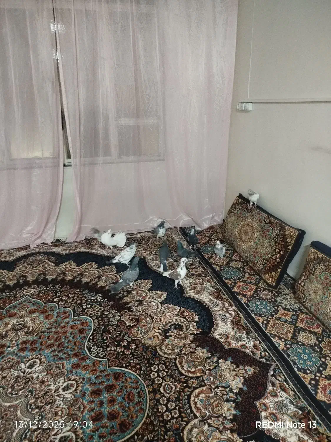 اسباب بازی و معاوضه کفتر|اسباببازی|مشهد, وحید|دیوار