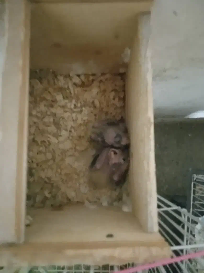 پرندهعروسهلندیمولدباجوجه|پرنده|تنکابن, |دیوار