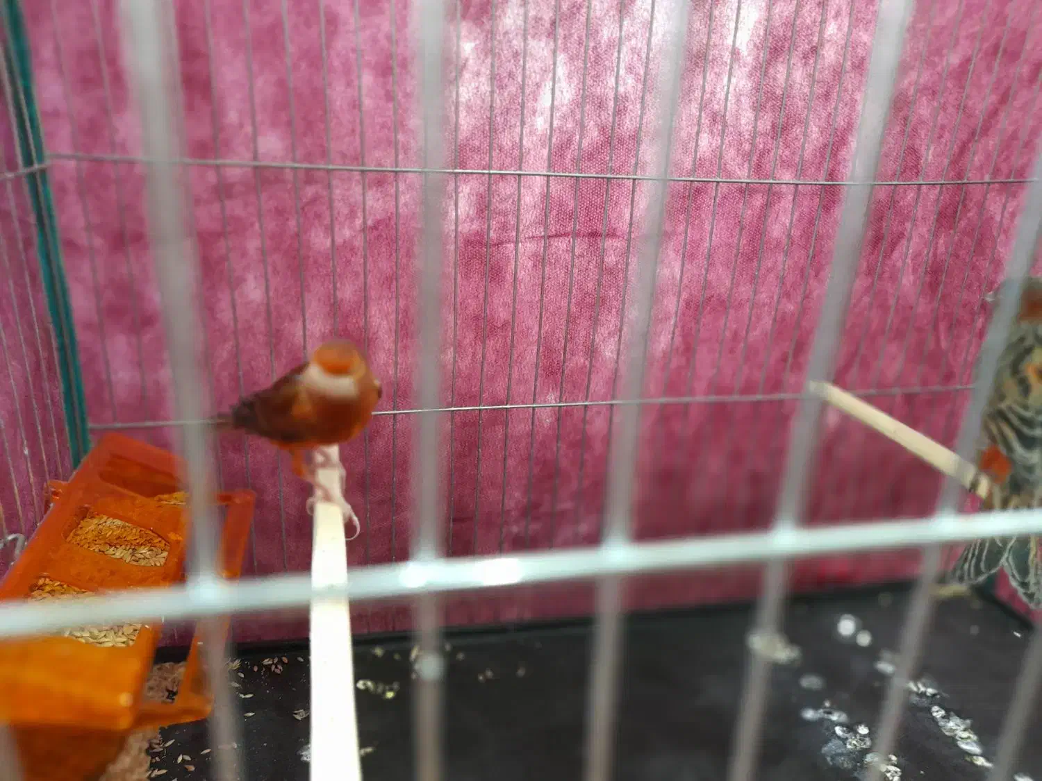 قناری سوخته سرخ|پرنده|کرمان, |دیوار