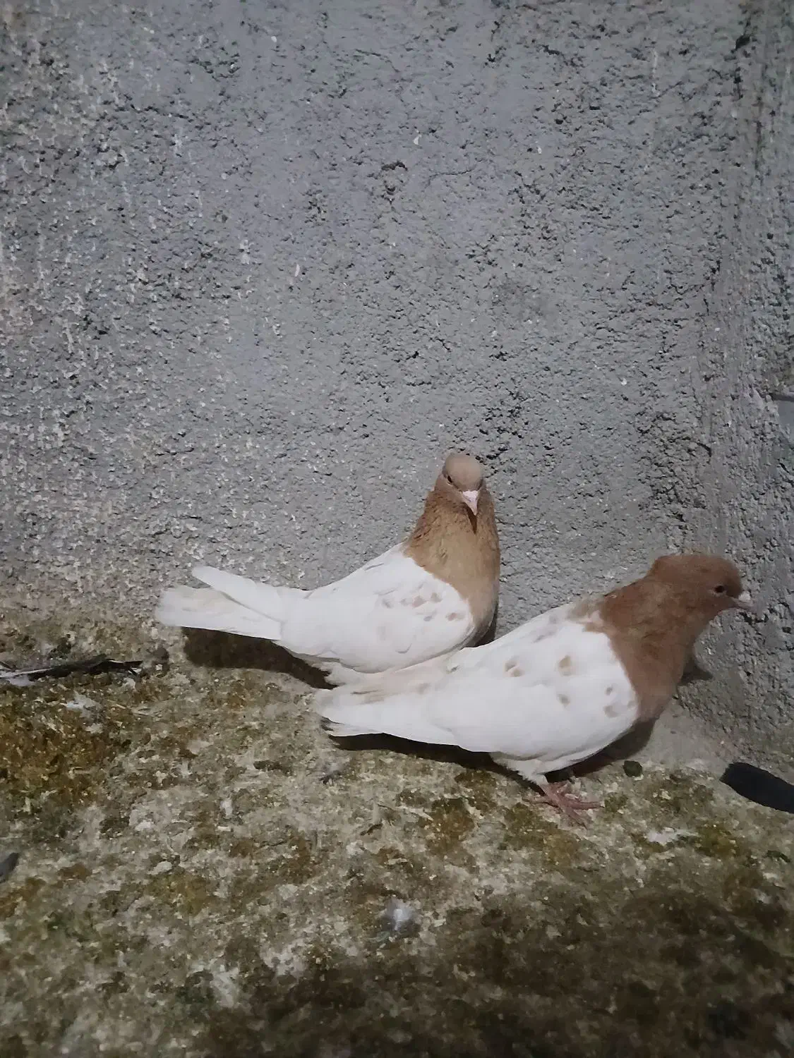 کبوتر|حیوانات|قوچان, |دیوار