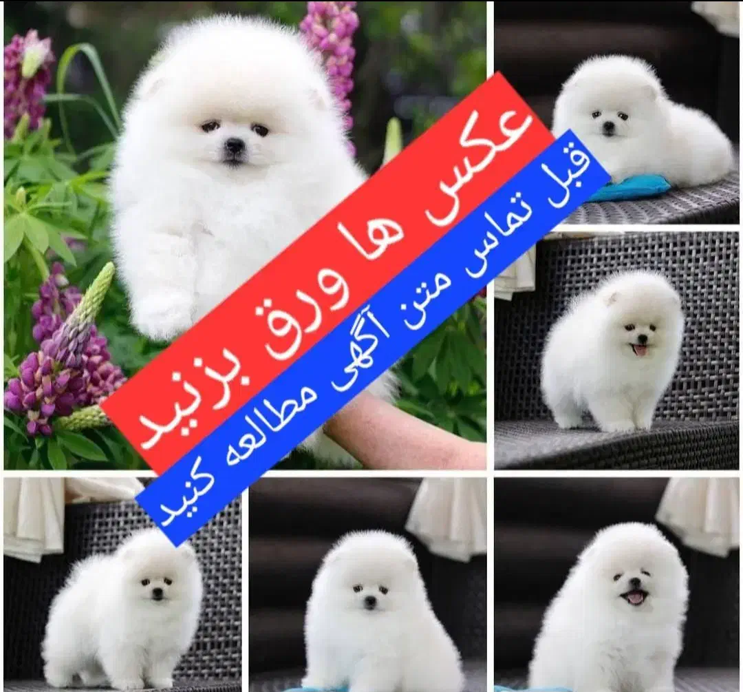 پامرانین عروسکی ((درکازرون))|سگ|کازرون, |دیوار