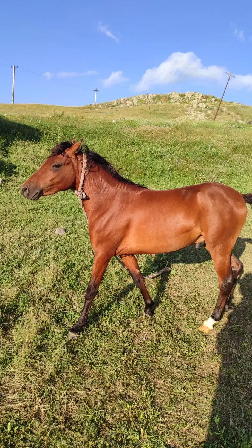 اسب|اسب و تجهیزات اسب‌سواری|مشگین شهر, |دیوار