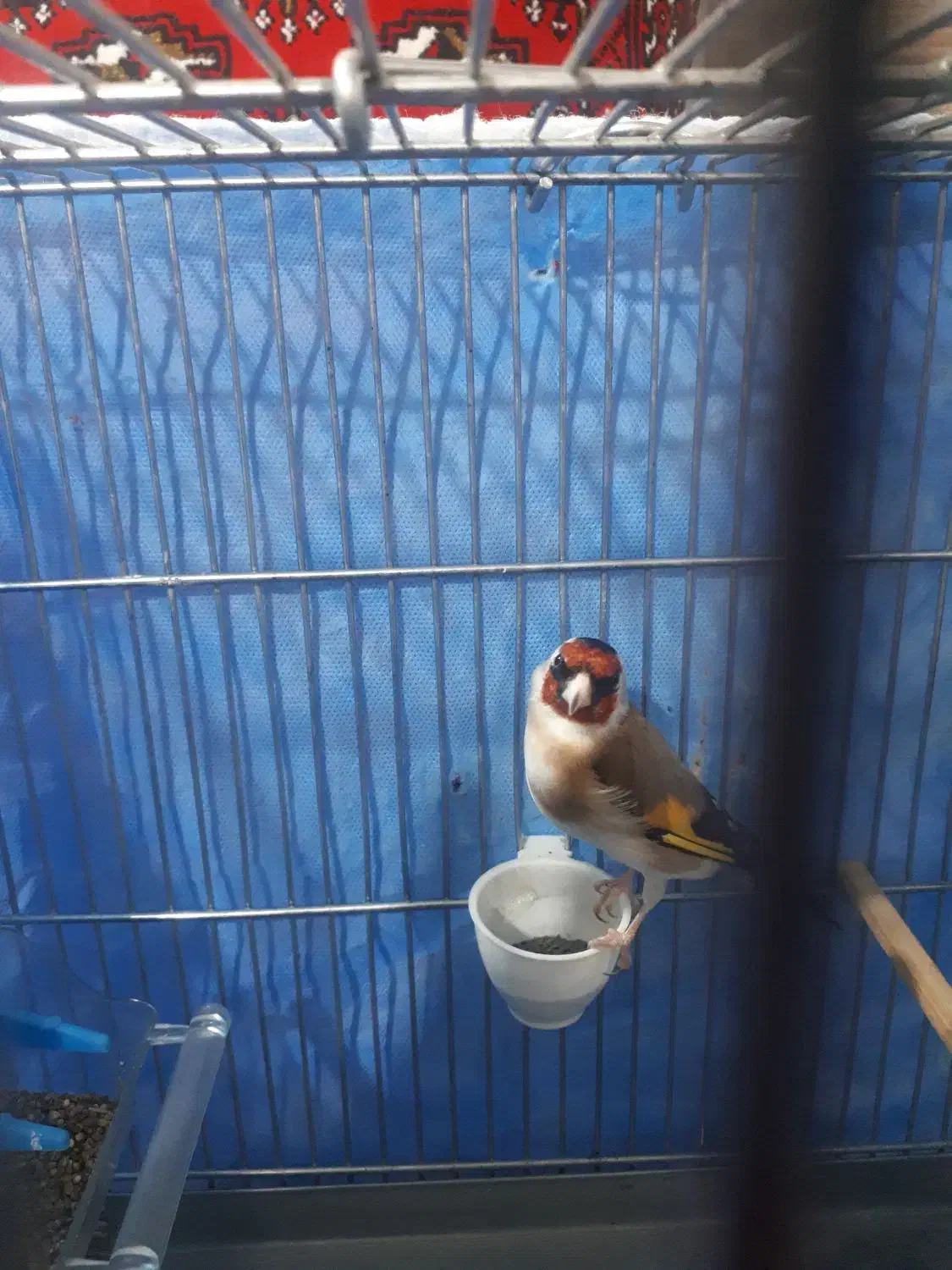 سره جوجه قفس زیردهن سره قناری بوده۳ساله|پرنده|ملایر, |دیوار