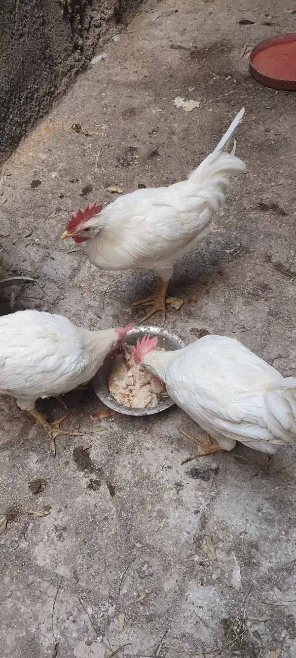 خروس|حیوانات مزرعه|ماهدشت, |دیوار