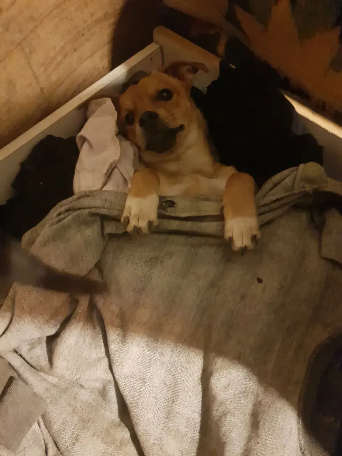 سگ پاکوتاه|سگ|قزوین, |دیوار