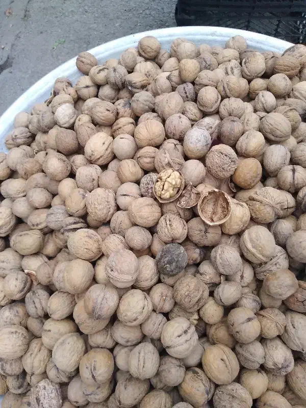 گردوی تویسرکان|خوردنی و آشامیدنی|قم, پردیسان|دیوار