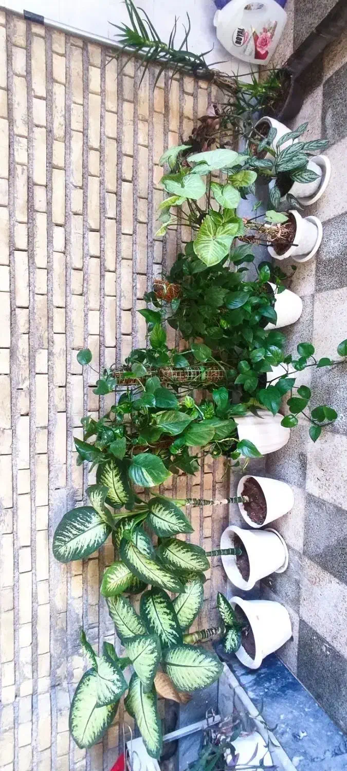 گل پتوس ، دیفن گندمی و ...|گل و گیاه طبیعی|اندیمشک, |دیوار